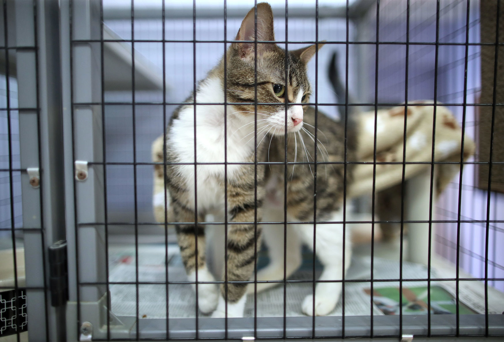 JVG_200708_PETS02